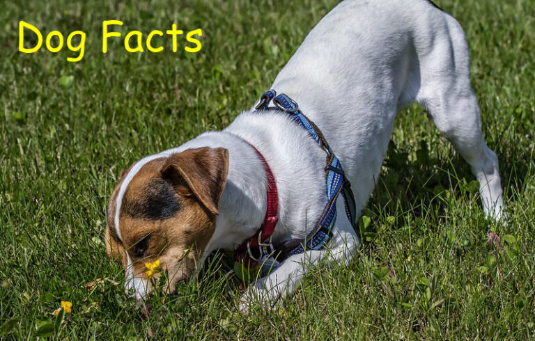 Dog-Facts