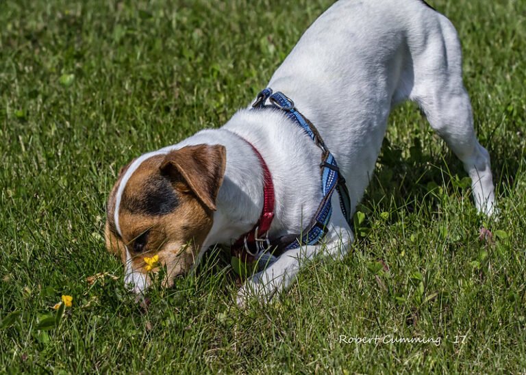 Dog Facts - Smelling