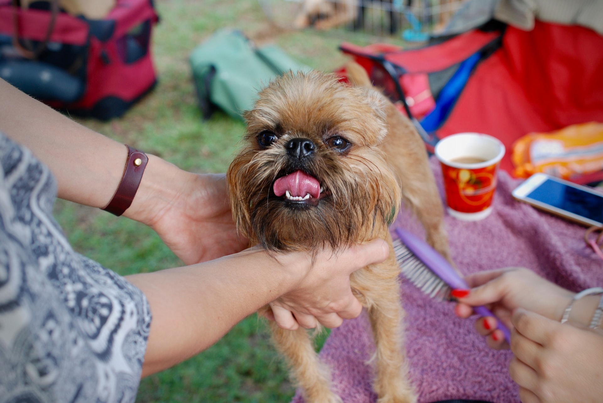 How To Groom A Dog At Home Basic Knowledge Of Dos And Don ts