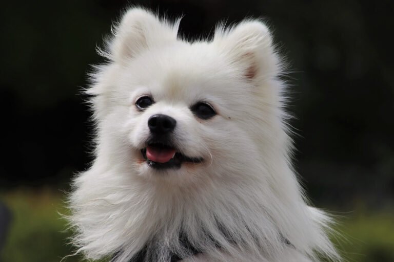 small dog breeds