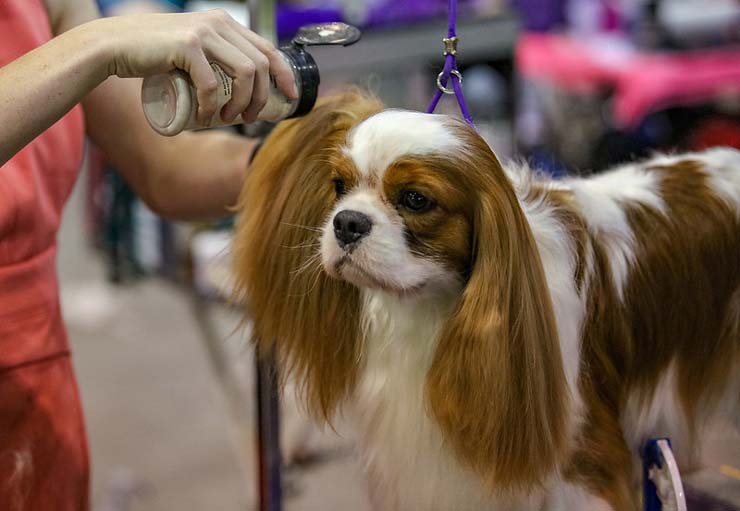 What Does a Dog Grooming Session Include? - trainedpow.com