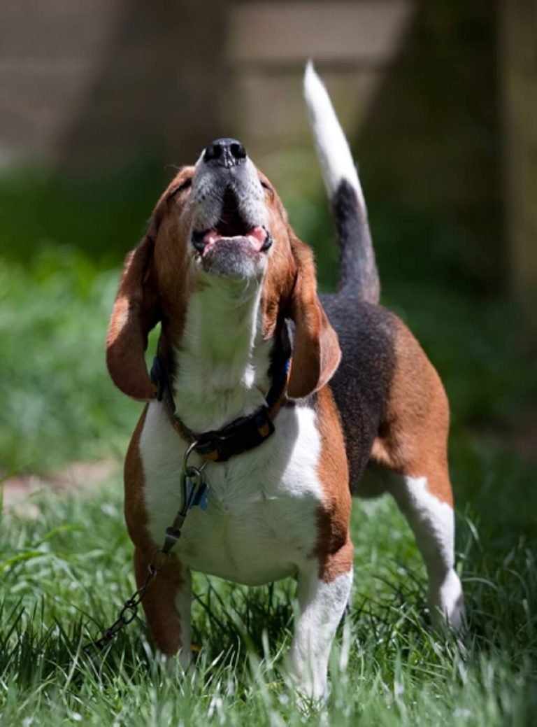 Dog Whining