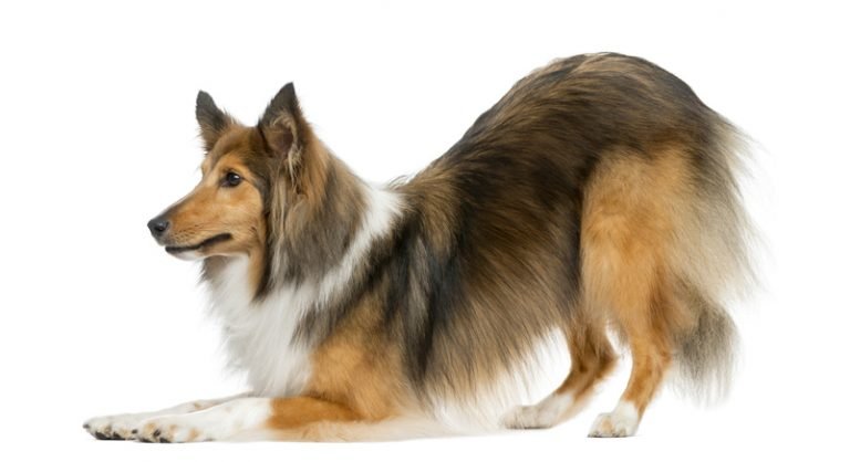 How To Teach Dog to Bow