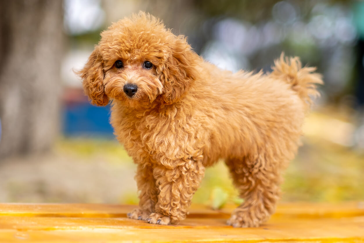 Maltipoo Dog Breed: A Comprehensive Guide - trainedpow.com