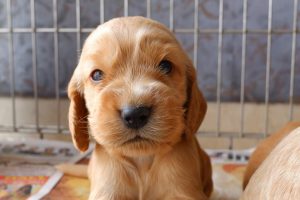 Crate train a puppy