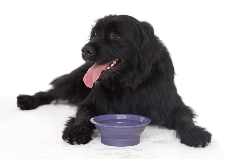 Dog Not Drinking Water