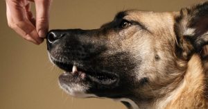 Scent Training For Dogs