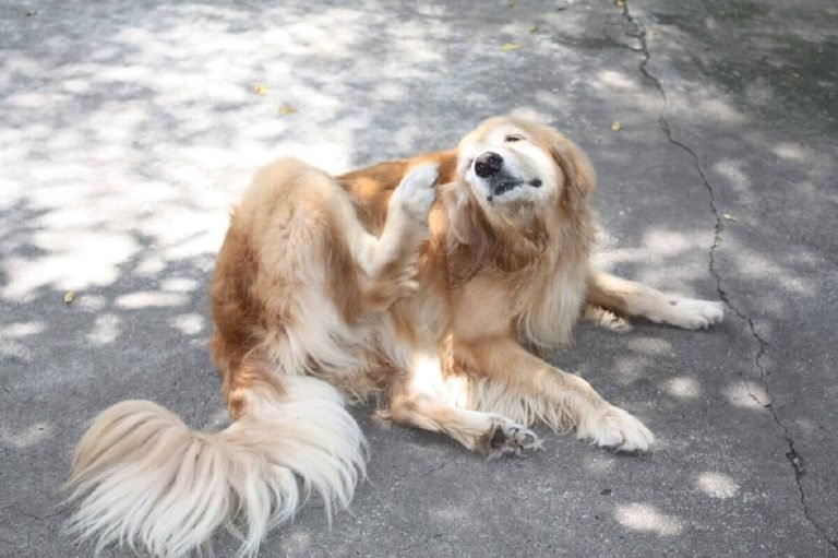 Why Dog Itching Ear?
