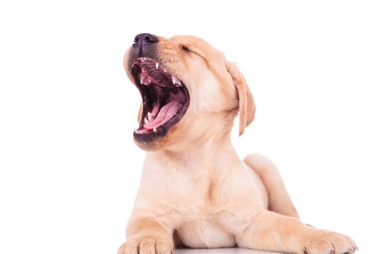 Puppy Crying At Night