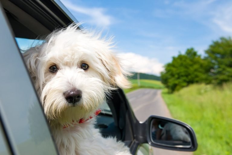Puppies Get Car Sick