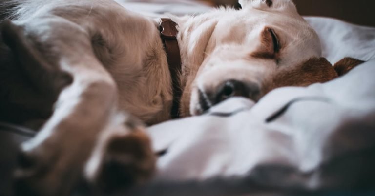 Do Dogs Dream