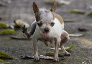 Female Dog Urine Marking