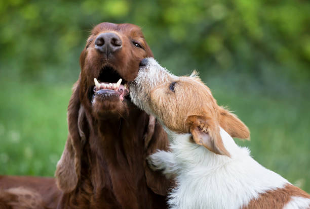 golden irish puppies