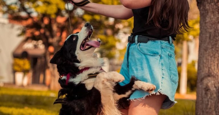 Train A Dog Not To Jump