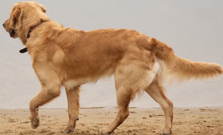 Irish Setter Golden Retriever Mix