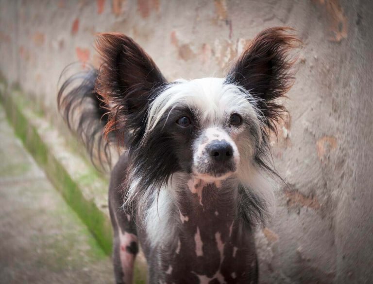 Top 10 Hairless Dog Breeds