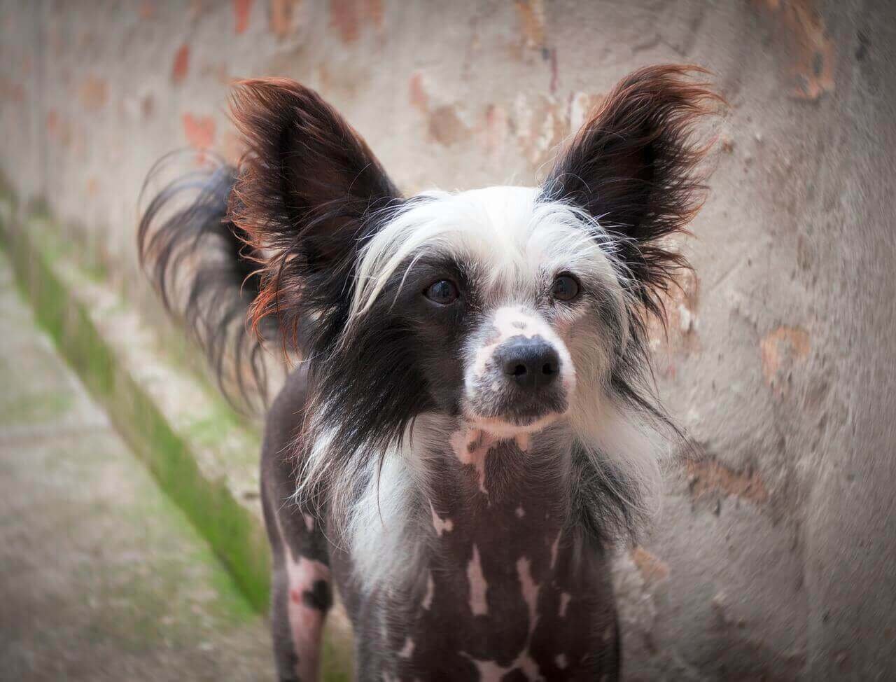Top 10 Hairless Dog Breeds Top 10 Hairless Dog Breeds