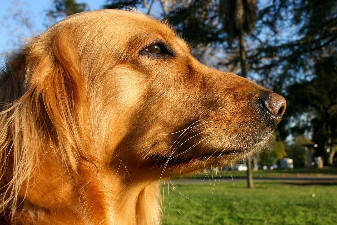 What Are Dog Whiskers For?