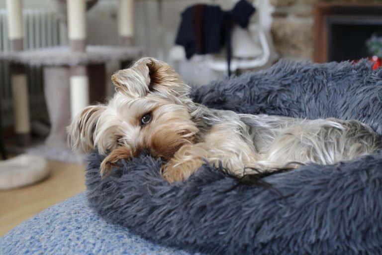 What Is Dog Nesting Behavior
