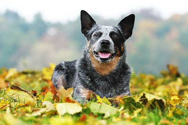 Blue Heeler Doberman Mix