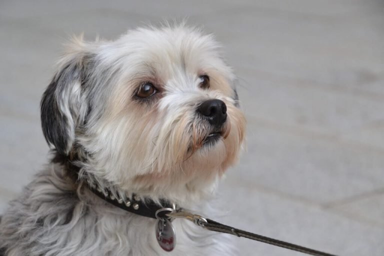 Shih Tzu Behavior Problems