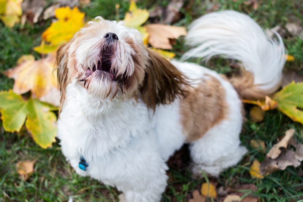 Why Do Shih Tzu's Bark A Lot