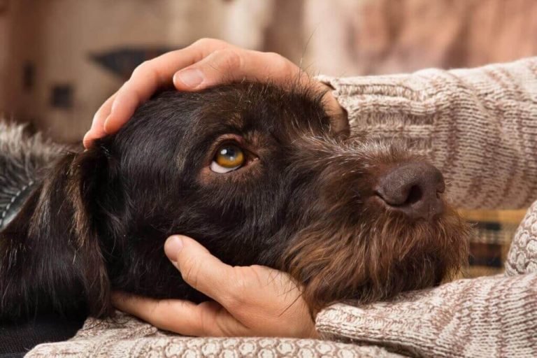 Pros And Cons Of Being a Guardian Dog Owner