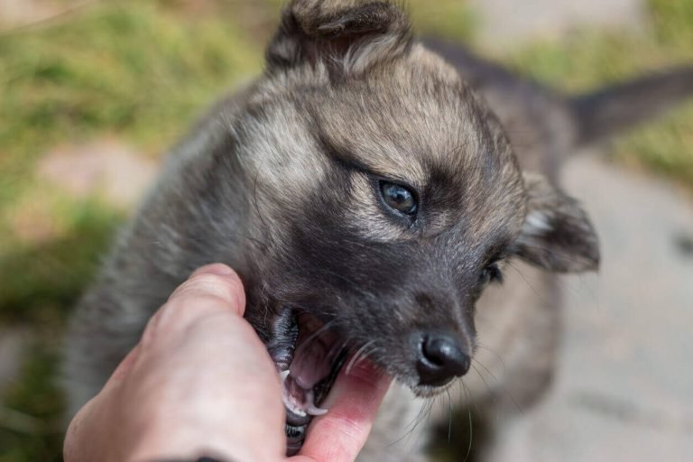 How to stop a puppy from biting when excited