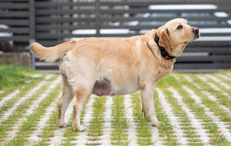 Can A Pregnant Dog Jump Around