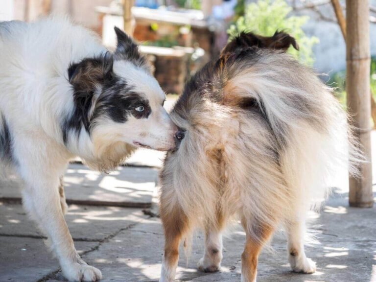 Female Dog in Heat Behavior