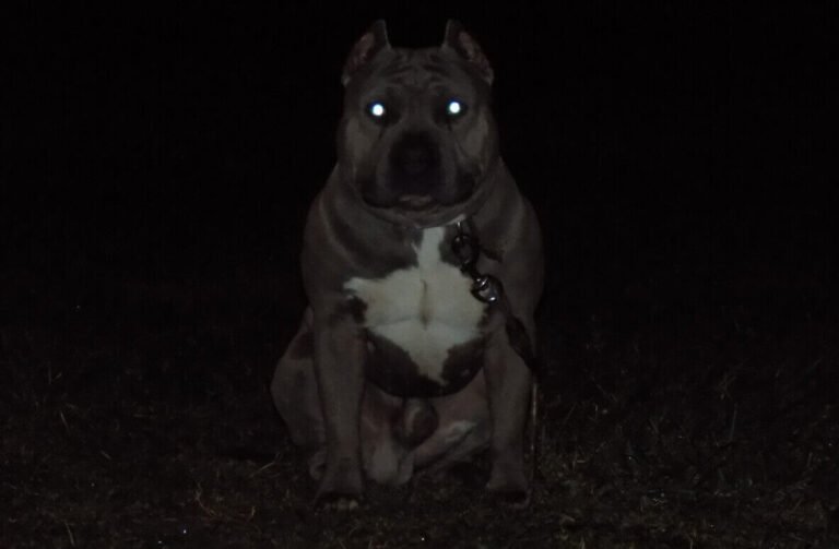 Why do Dog's Eyes Glow