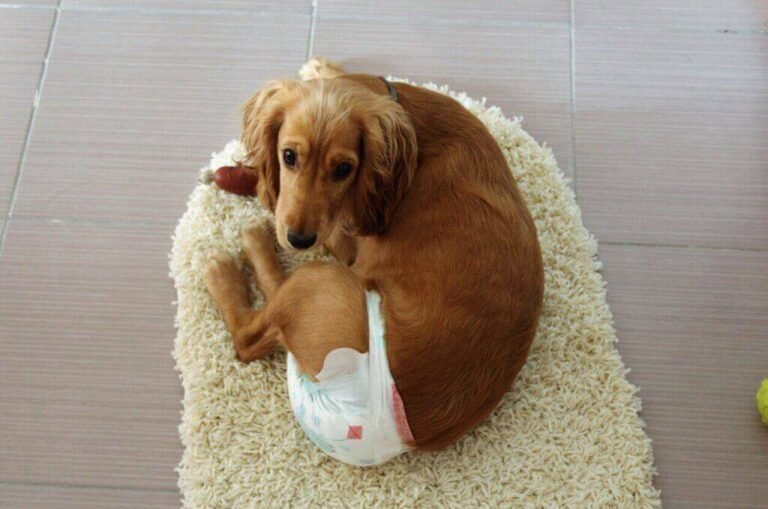 Do Dogs Have Periods