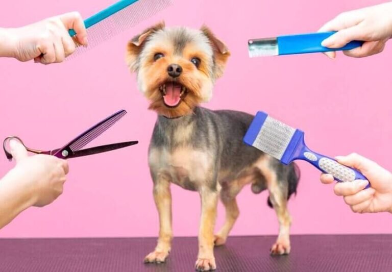 What Does A Dog Grooming Session Include?