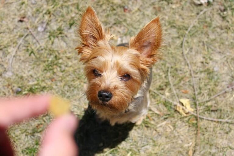 what is the best age for puppy training