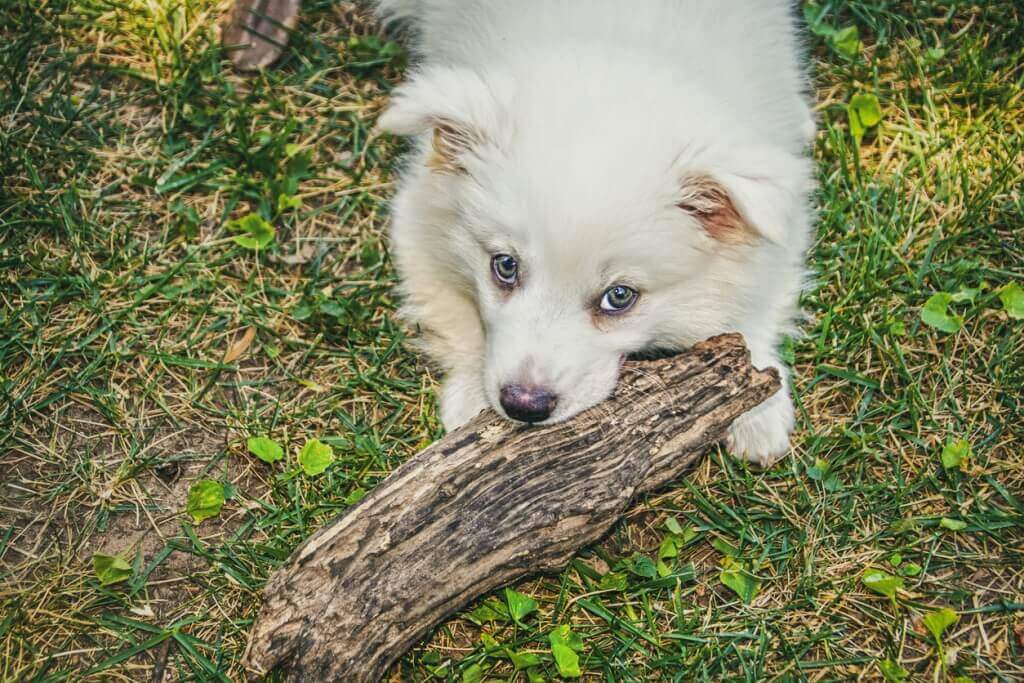 Puppy Chewing on Wood