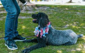 Bubble Theory Dog Training: Unveiling a Revolutionary Approach for Stronger Canine Bonds