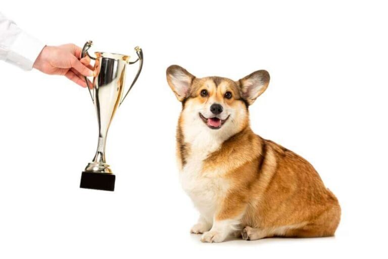 Smartest Small Dog Breeds