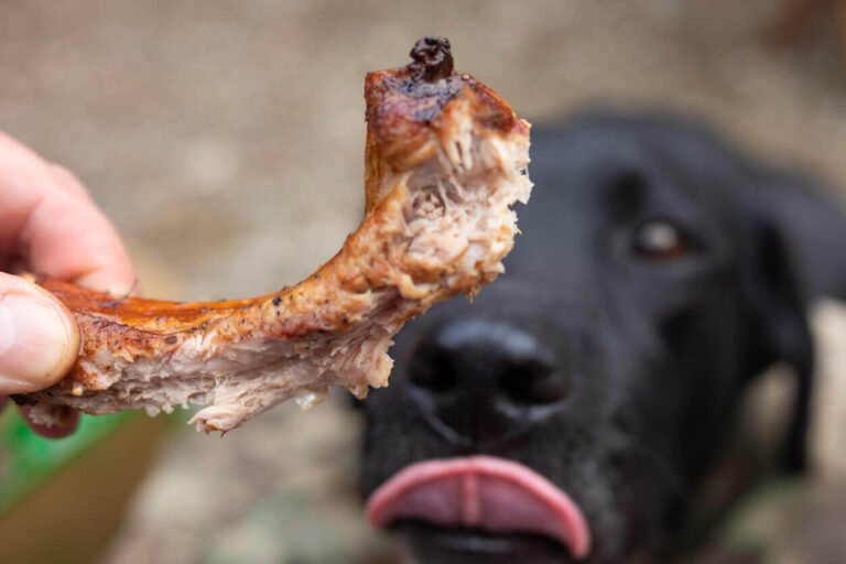 Can Dogs Eat Fried Catfish