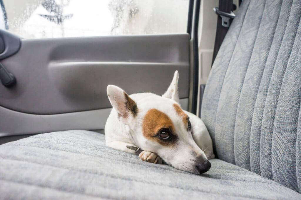 Dog Car Travel Fear