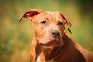 Vizsla Pit Mix - The Ultimate Guide to a Unique Dog Breed
