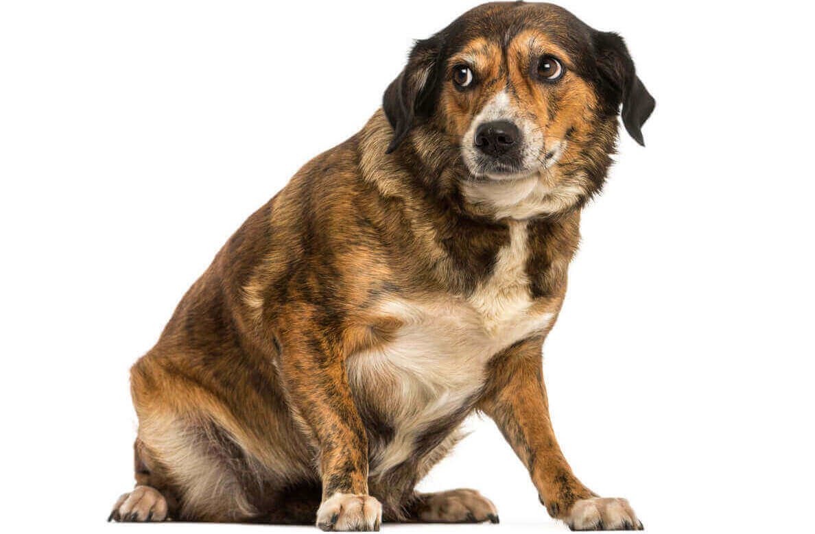 What Are Dogs Scared of? What Are Dogs Scared of