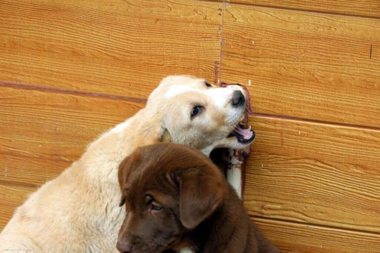 Dogs scratching the doors