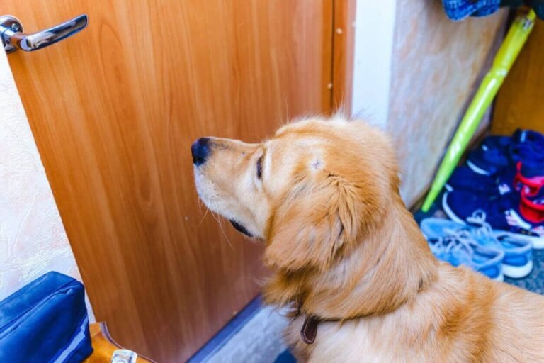 Does Your Dog Bark at the Doorbell