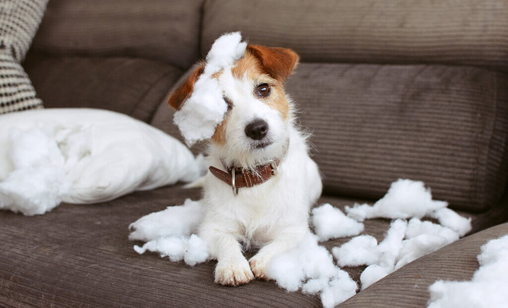 How to Discipline a Puppy for Bad Behavior