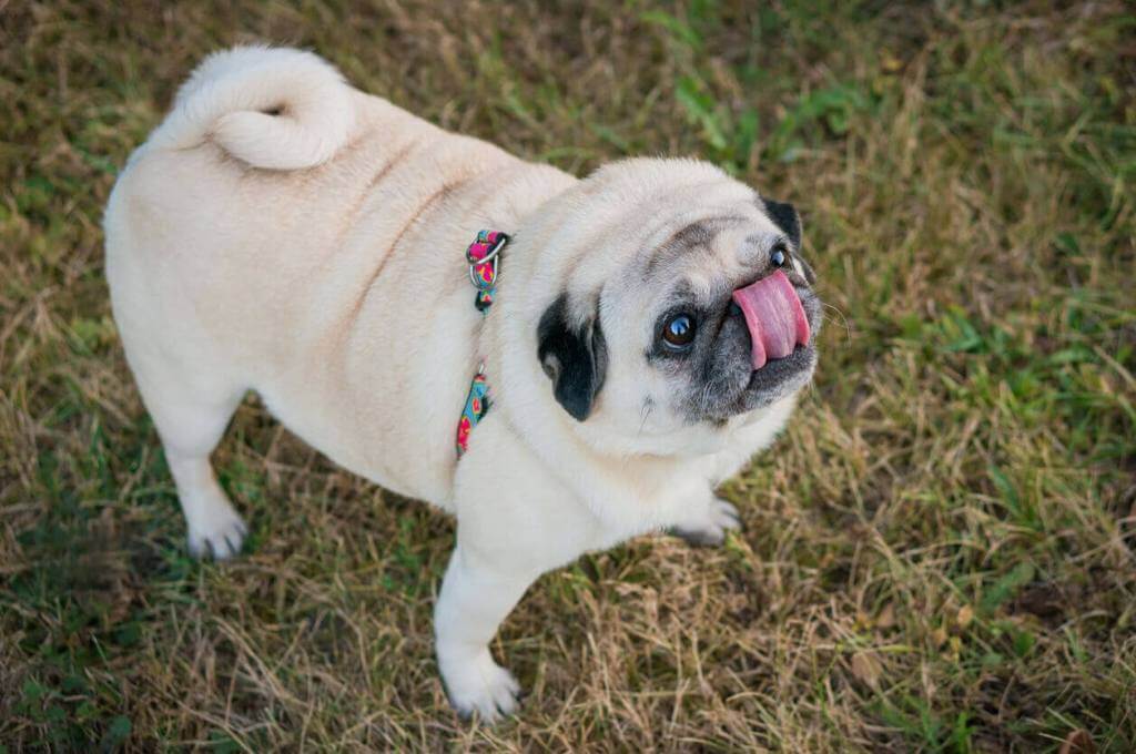 Why do pugs lick so much