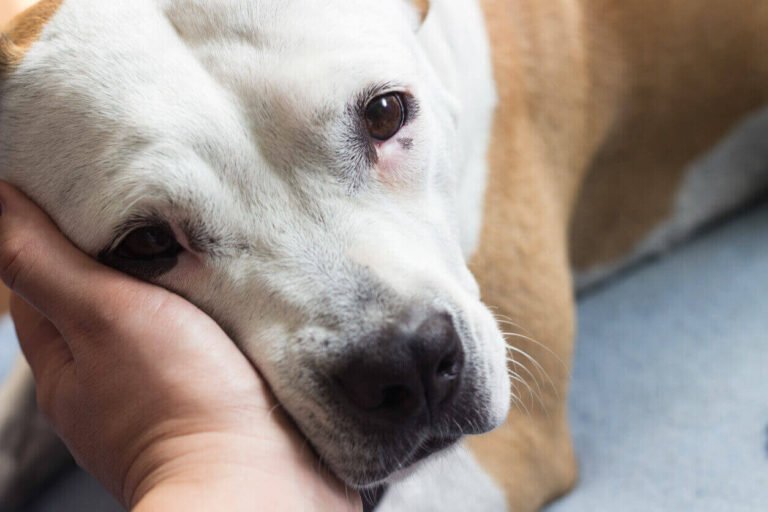 dogs shaking head after grooming