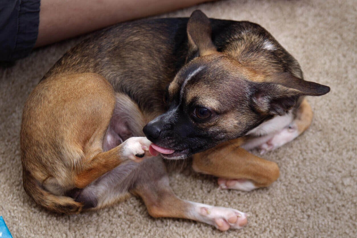 dog licking dew claw