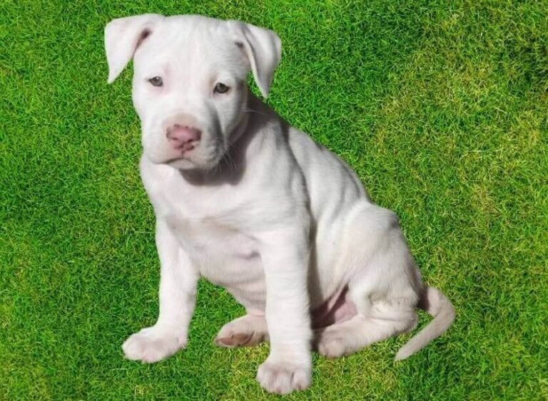 White Red Nose Pitbull
