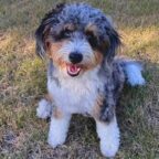 Toy Aussiedoodle Full Grown