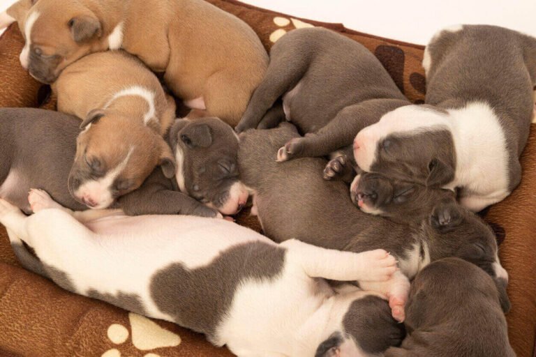 How Many Puppies Can A Pitbull Have?